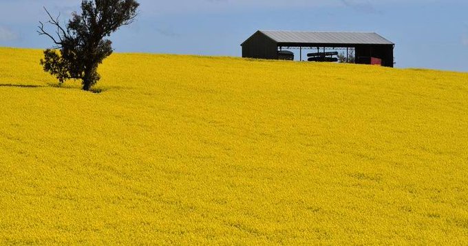 Augstas ražas Austrālijā