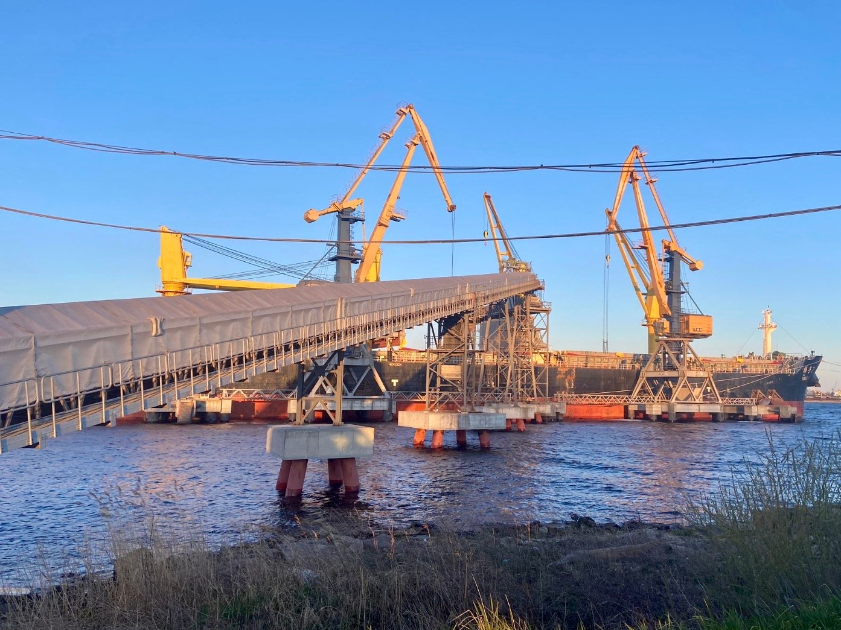 Kviešu krava ceļā uz Dienvidāfriku