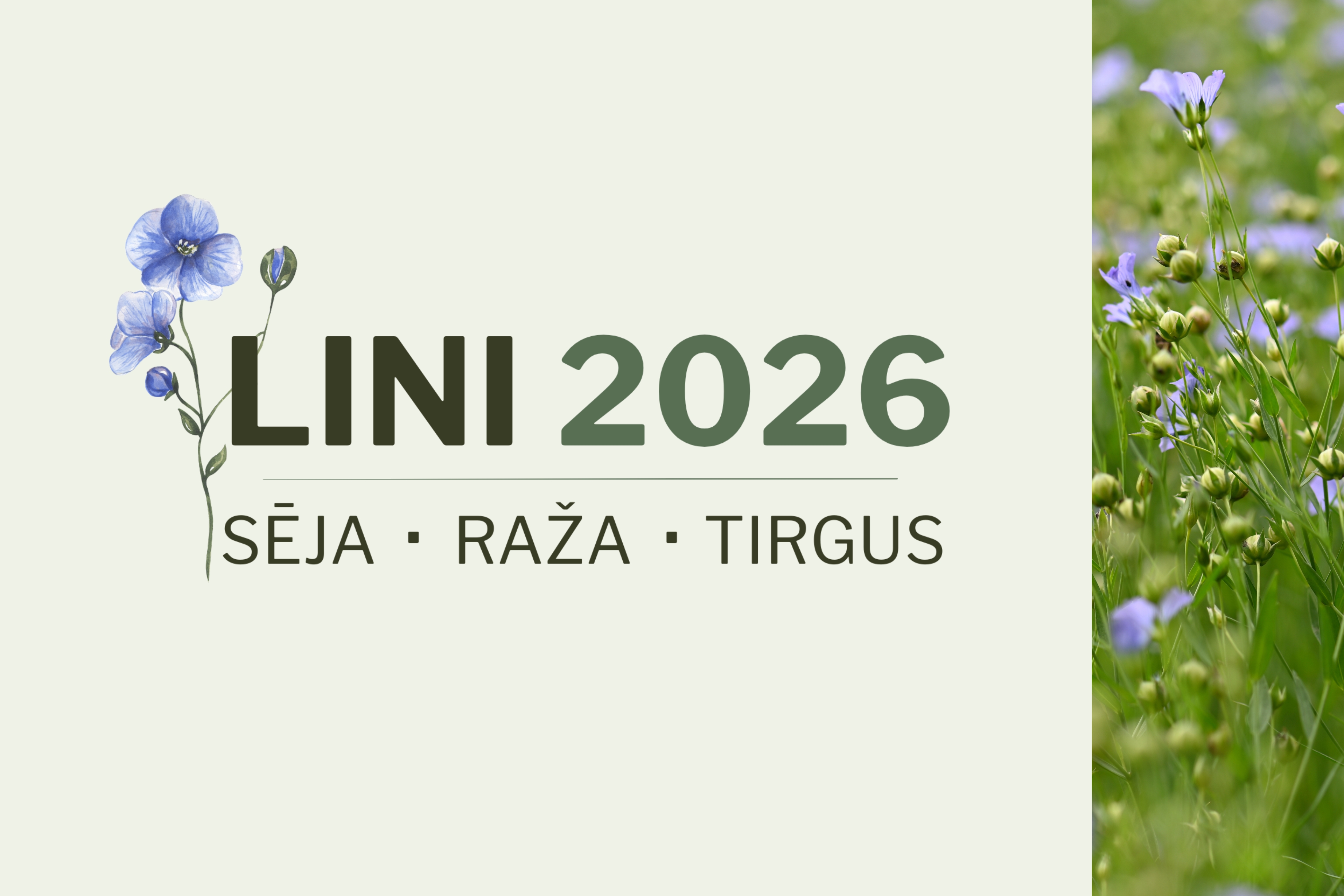 Linu audzēšana Latvijā – interese pieaug un paplašinās realizācijas iespējas
